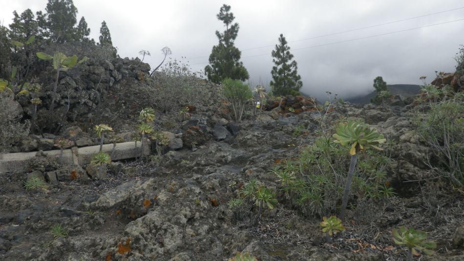 2020-01-22 18 Walk 13 Guia NE East SW West.jpg