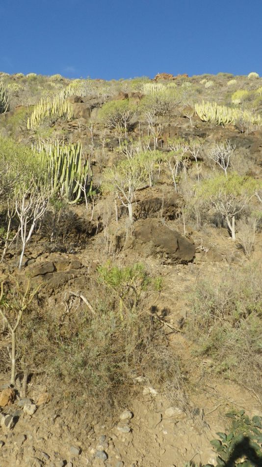 2020-01-26 09 Walk 17 Tamaimo Valley.jpg