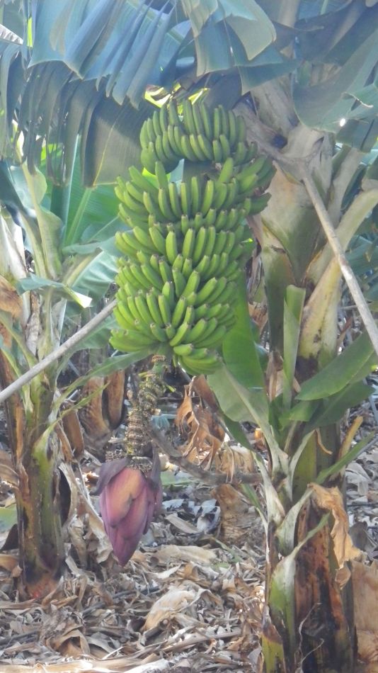 2020-01-26 10 Walk 17 Bananas.jpg