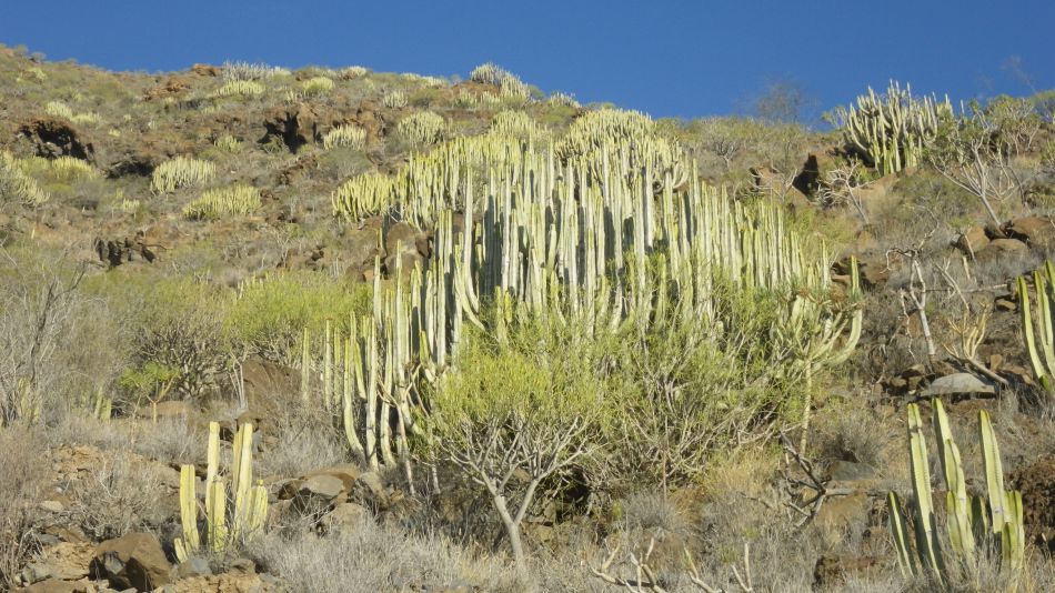 2020-01-26 11 Walk 17 Euphorbias.jpg