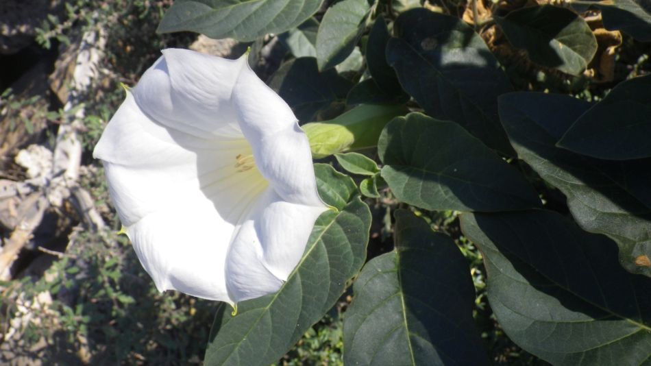 2020-01-26 12 Walk 17 Datura.jpg