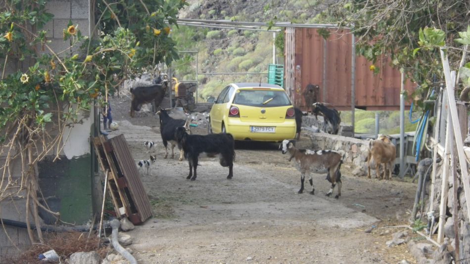 2020-01-26 17 Walk 17 Queue for milking.jpg