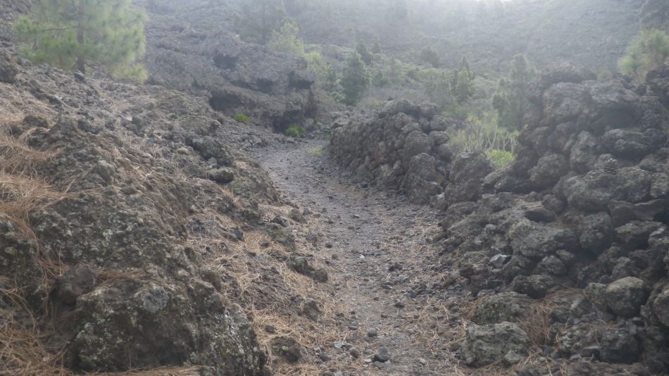 2020-01-26 20 Walk 17 A Typical Path.jpg