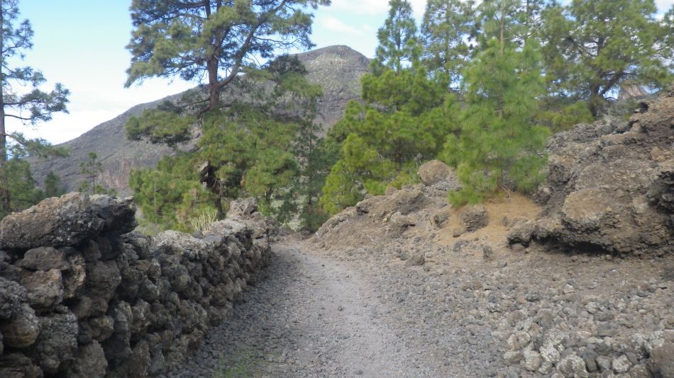 2020-01-26 21 Walk 17 A Typical Path.jpg