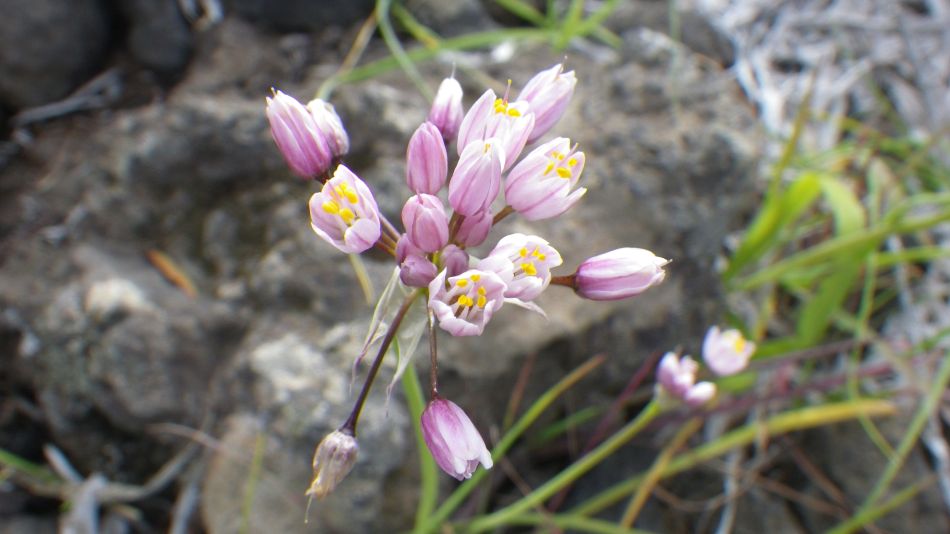2020-01-26 24 Walk 17 Allium.jpg