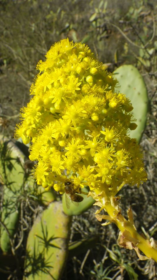 2020-01-28 07 Walk 18 Vera de Erques to Guia De Isora.jpg