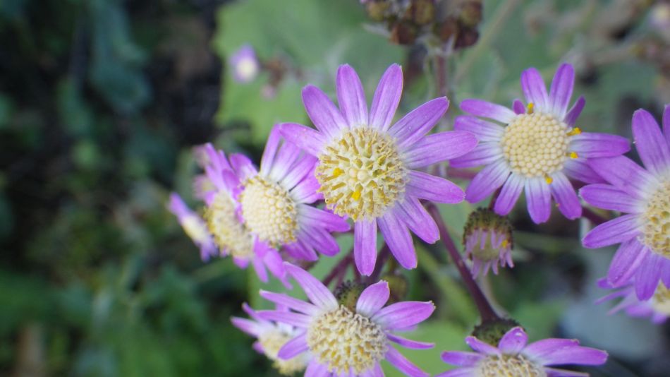 2020-01-28 15 Walk 18 Vera de Erques to Guia De Isora.jpg