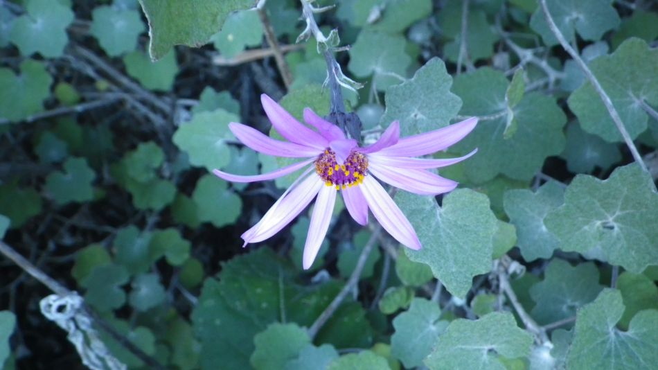 2020-01-28 21 Walk 18 Vera de Erques to Guia De Isora.jpg