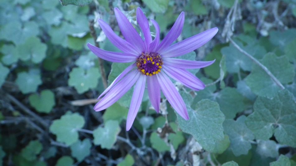 2020-01-28 22 Walk 18 Vera de Erques to Guia De Isora.jpg