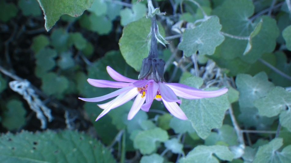 2020-01-28 23 Walk 18 Vera de Erques to Guia De Isora.jpg