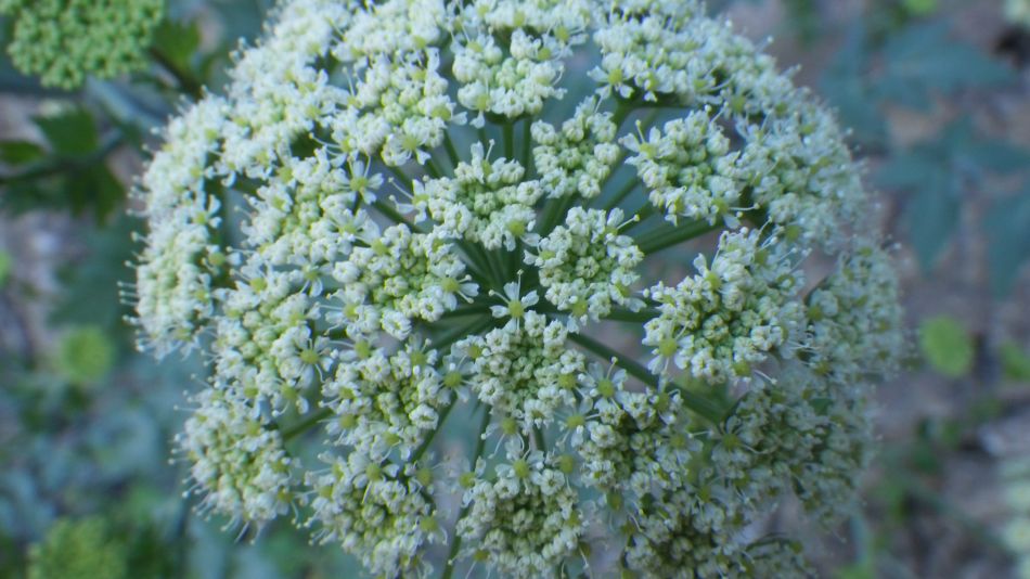 2020-01-28 26 Walk 18 Vera de Erques to Guia De Isora.jpg