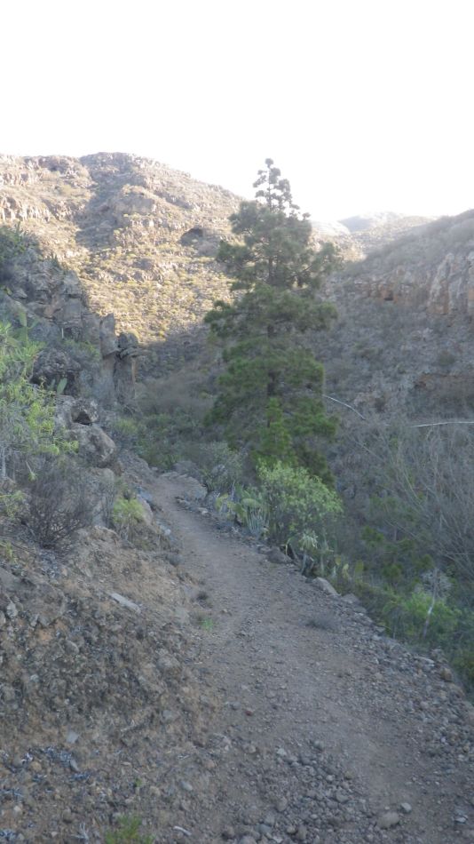 2020-01-28 31 Walk 18 Vera de Erques to Guia De Isora.jpg