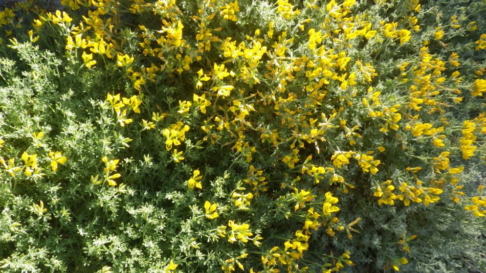 2020-02-02 08 Walk 21 Morra del Pinar.jpg