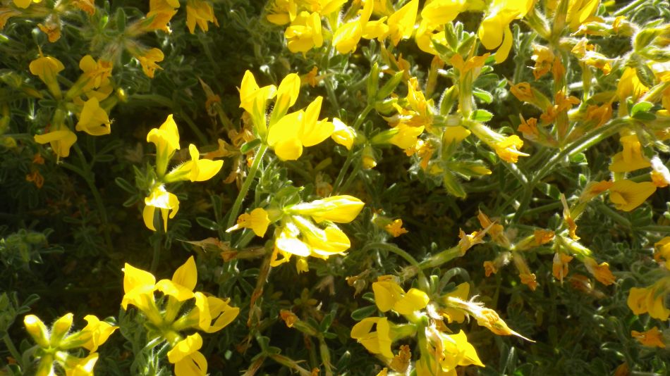 2020-02-02 09 Walk 21 Morra del Pinar.jpg