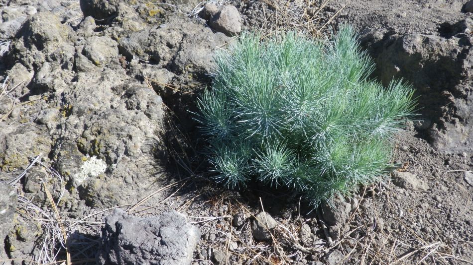 2020-02-02 15 Walk 21 Morra del Pinar.jpg