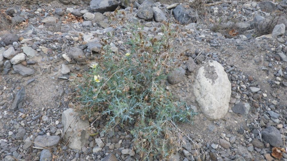 2020-02-05 08 Walk 24 Argemone mexicana.jpg