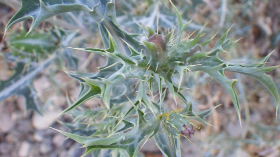 2020-02-05 10 Walk 24 Argemone mexicana.jpg