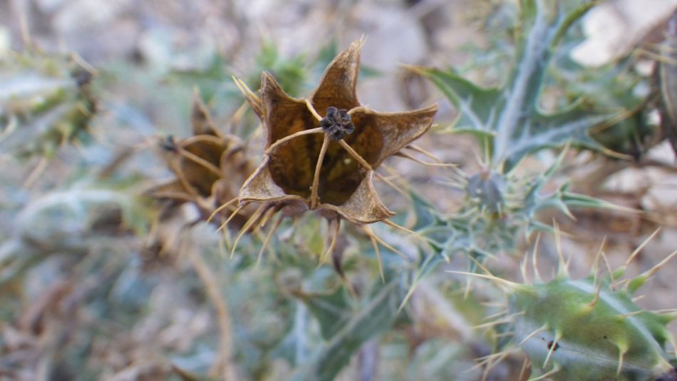 2020-02-05 11 Walk 24 Argemone mexicana.jpg