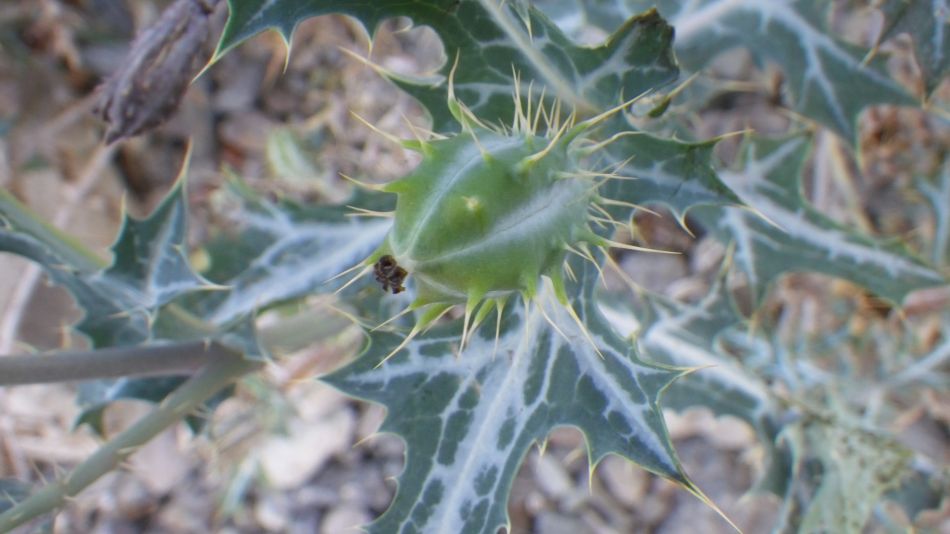 2020-02-05 12 Walk 24 Argemone mexicana.jpg