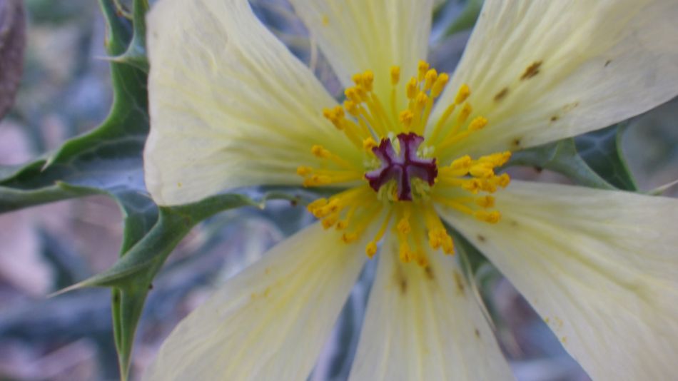 2020-02-05 13 Walk 24 Argemone mexicana.jpg