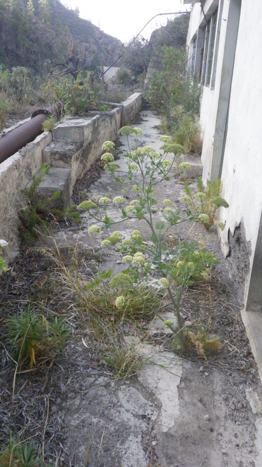 2020-02-05 22 Walk 24 Galeria Machado.jpg