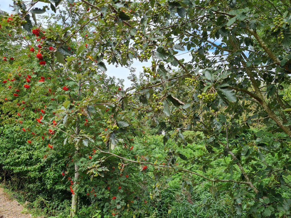 2023-08-23 31 Rockland and Claxton.jpg