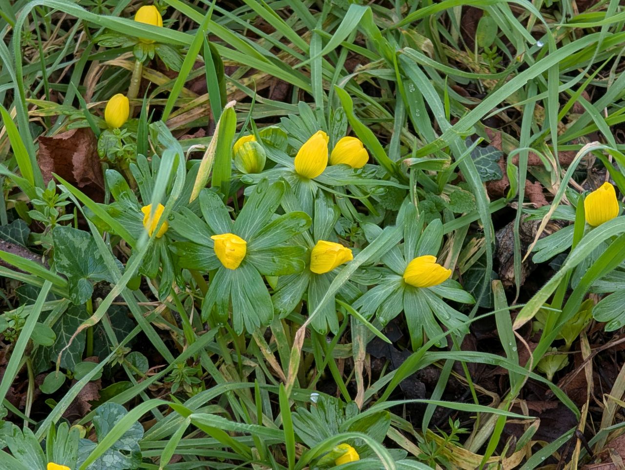 2026-02-03 02 Rockland Saint Mary.jpg