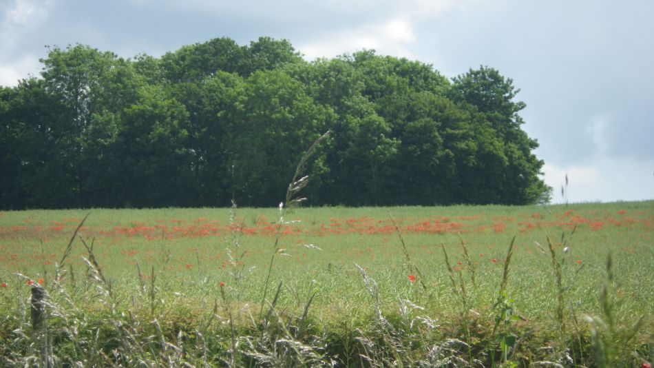 2019-06-20 04 Waveney Way 8 - Bungay South.jpg