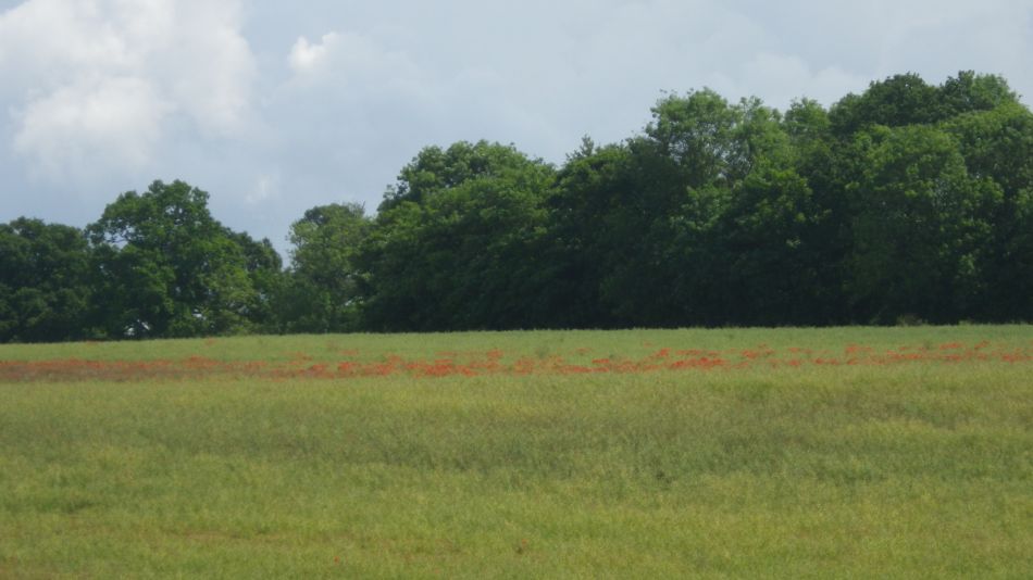 2019-06-20 05 Waveney Way 8 - Bungay South.jpg