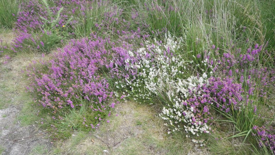 2017-07-30 17 Great Yarmouth Group visits Walberswick Hoist Covert.jpg