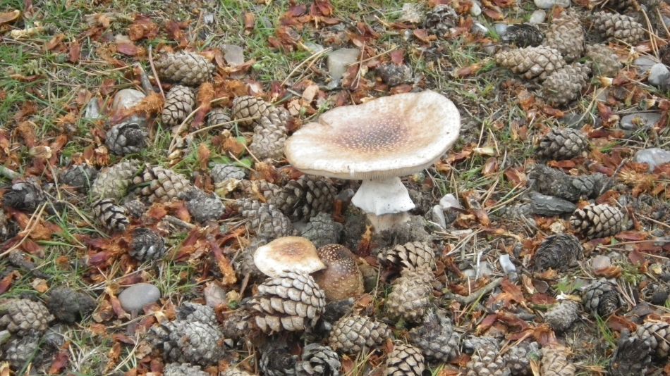 2017-07-30 22 Great Yarmouth Group visits Walberswick Hoist Covert.jpg