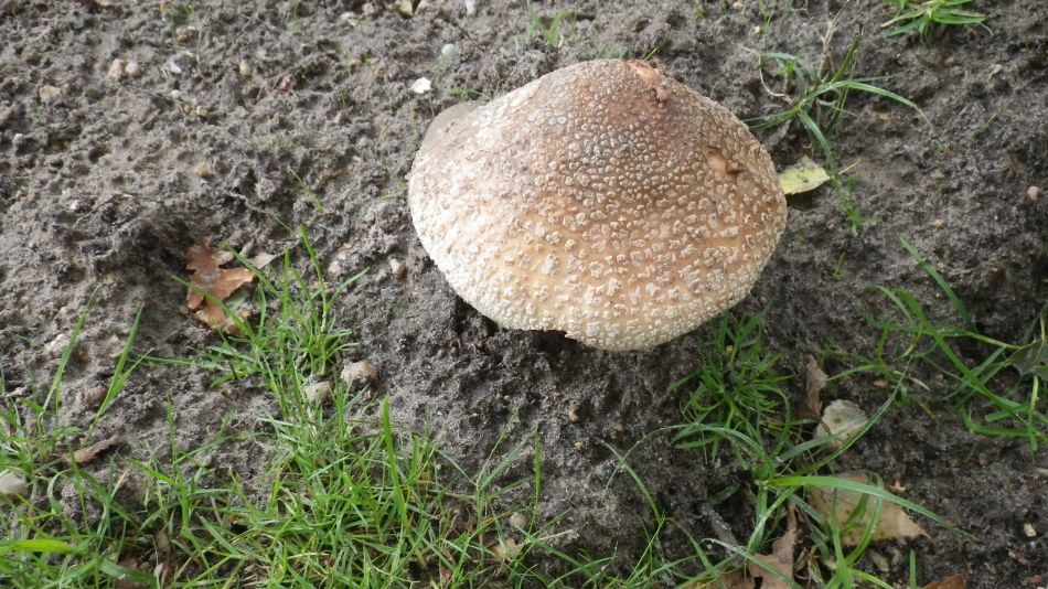 2017-07-30 24 Great Yarmouth Group visits Walberswick Hoist Covert.jpg