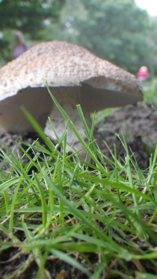 2017-07-30 25 Great Yarmouth Group visits Walberswick Hoist Covert.jpg