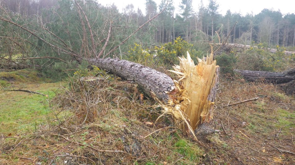 2018-03-07 02 Dunwich Forest.jpg