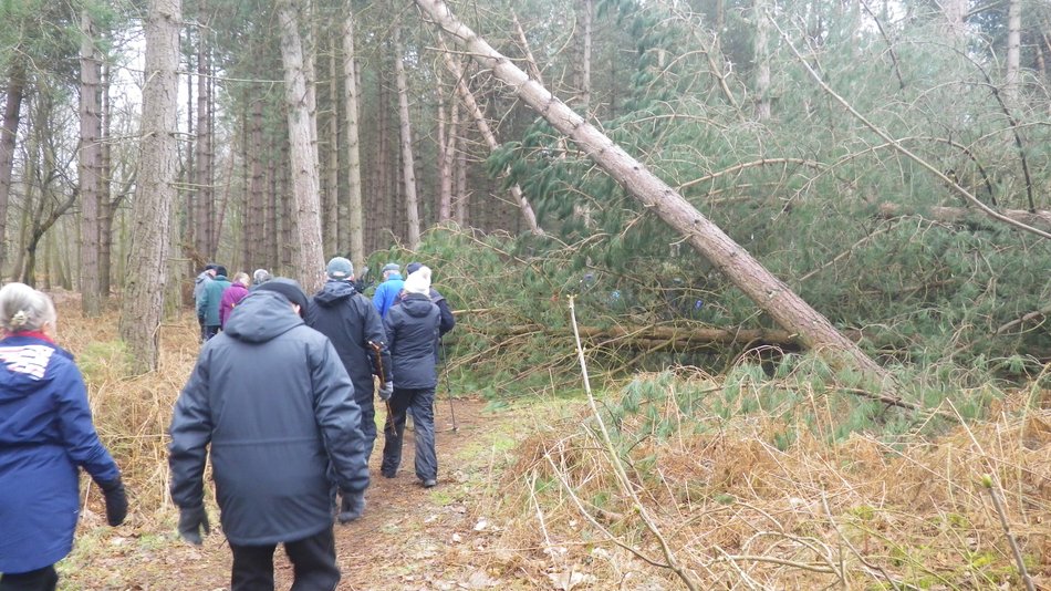 2018-03-07 03 Dunwich Forest.jpg