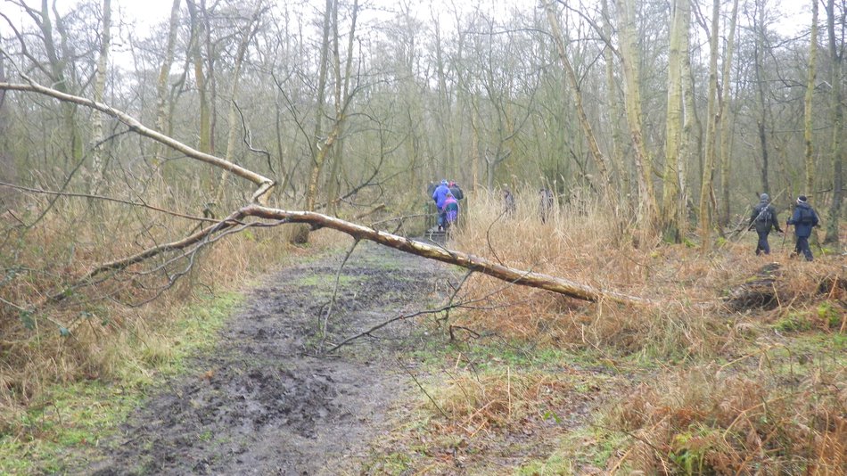 2018-03-07 04 Dunwich Forest.jpg