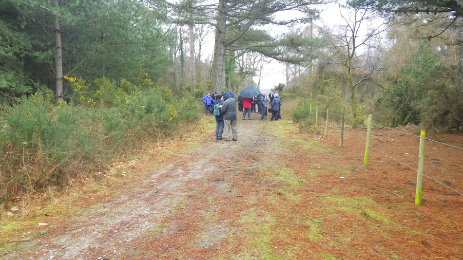 2018-03-07 10 Dunwich Forest.jpg