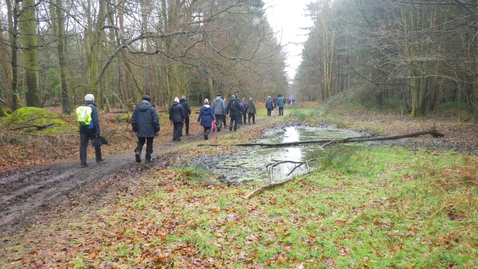 2018-03-07 14 Dunwich Forest.jpg