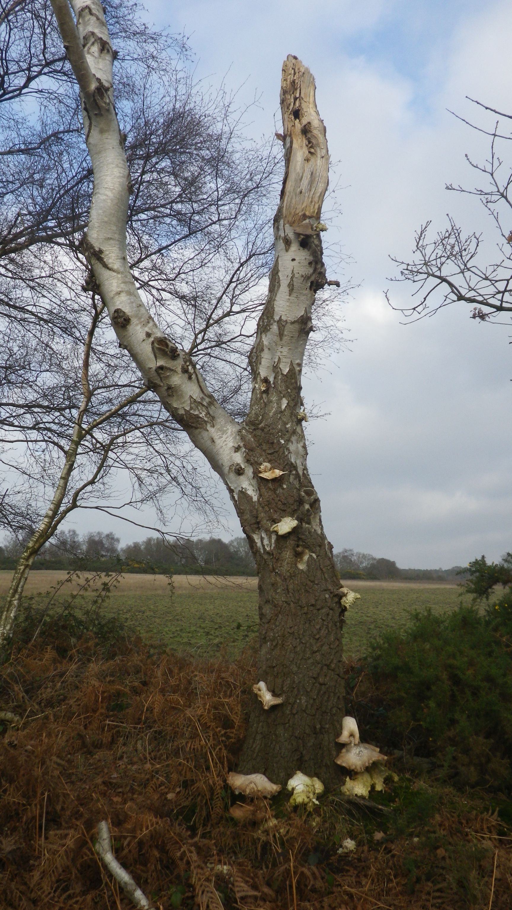 2020-01-01 03 Fomitopsis betulina.jpg