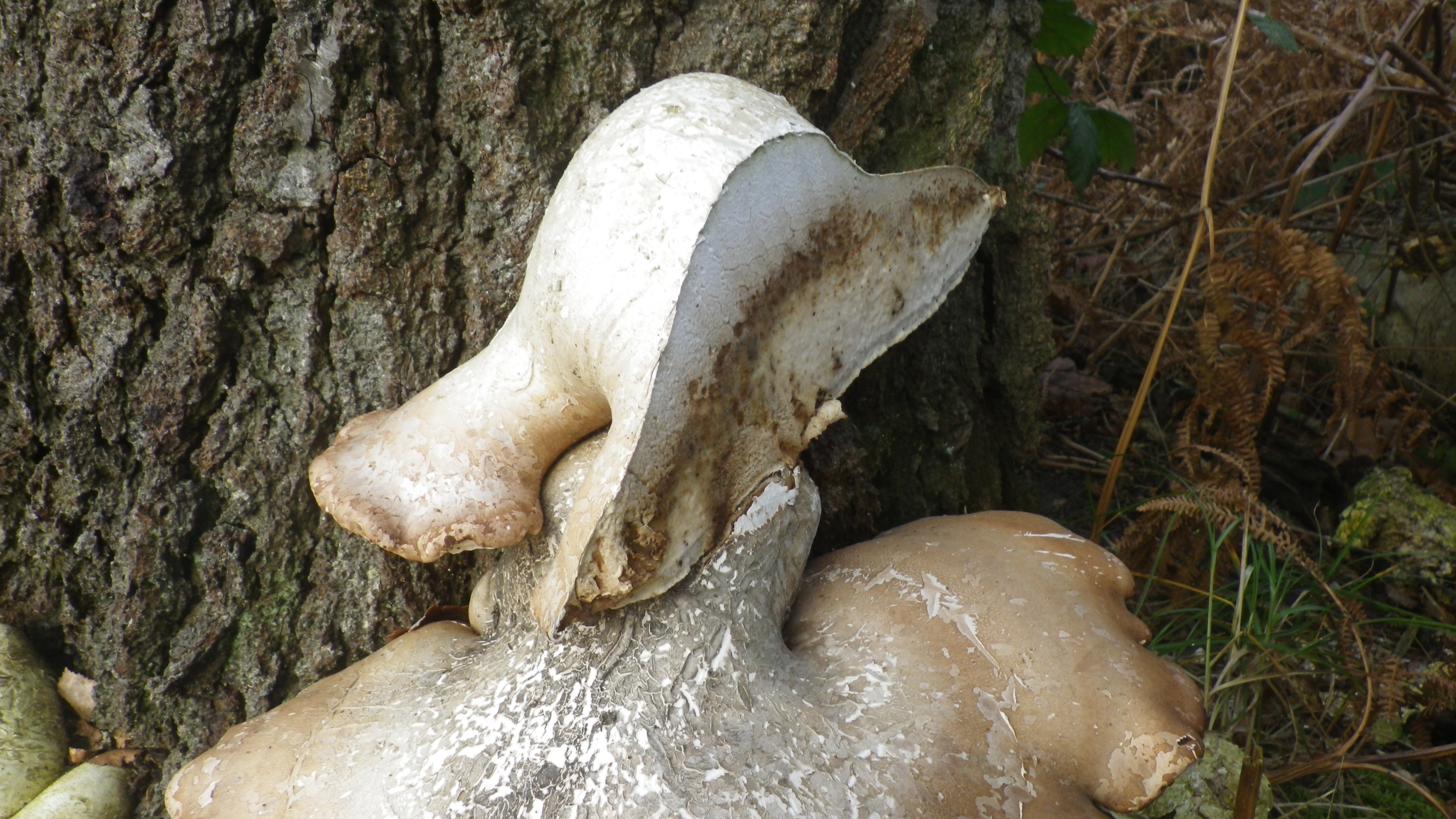 2020-01-01 05 Fomitopsis betulina.jpg