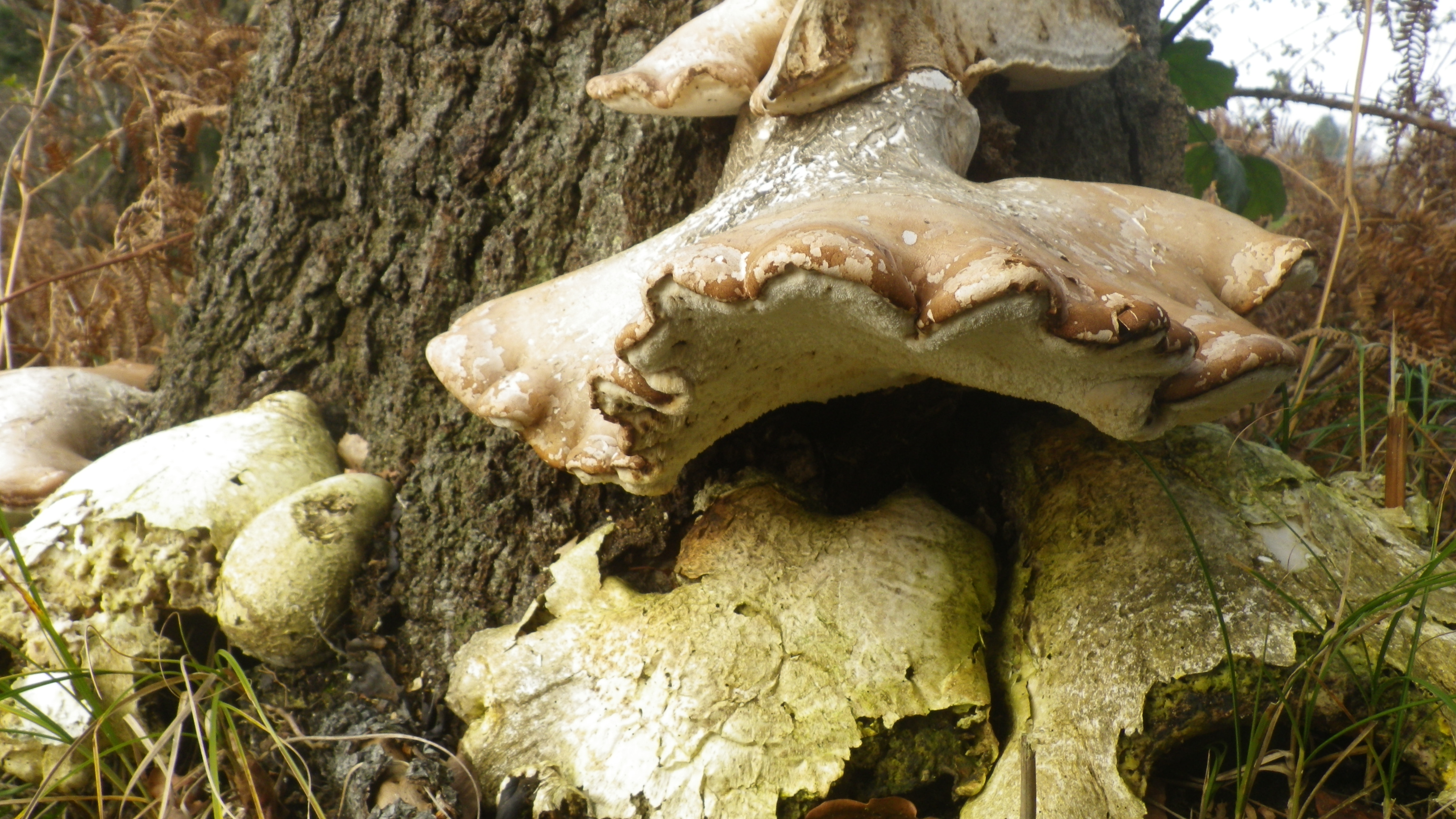 2020-01-01 06 Fomitopsis betulina.jpg