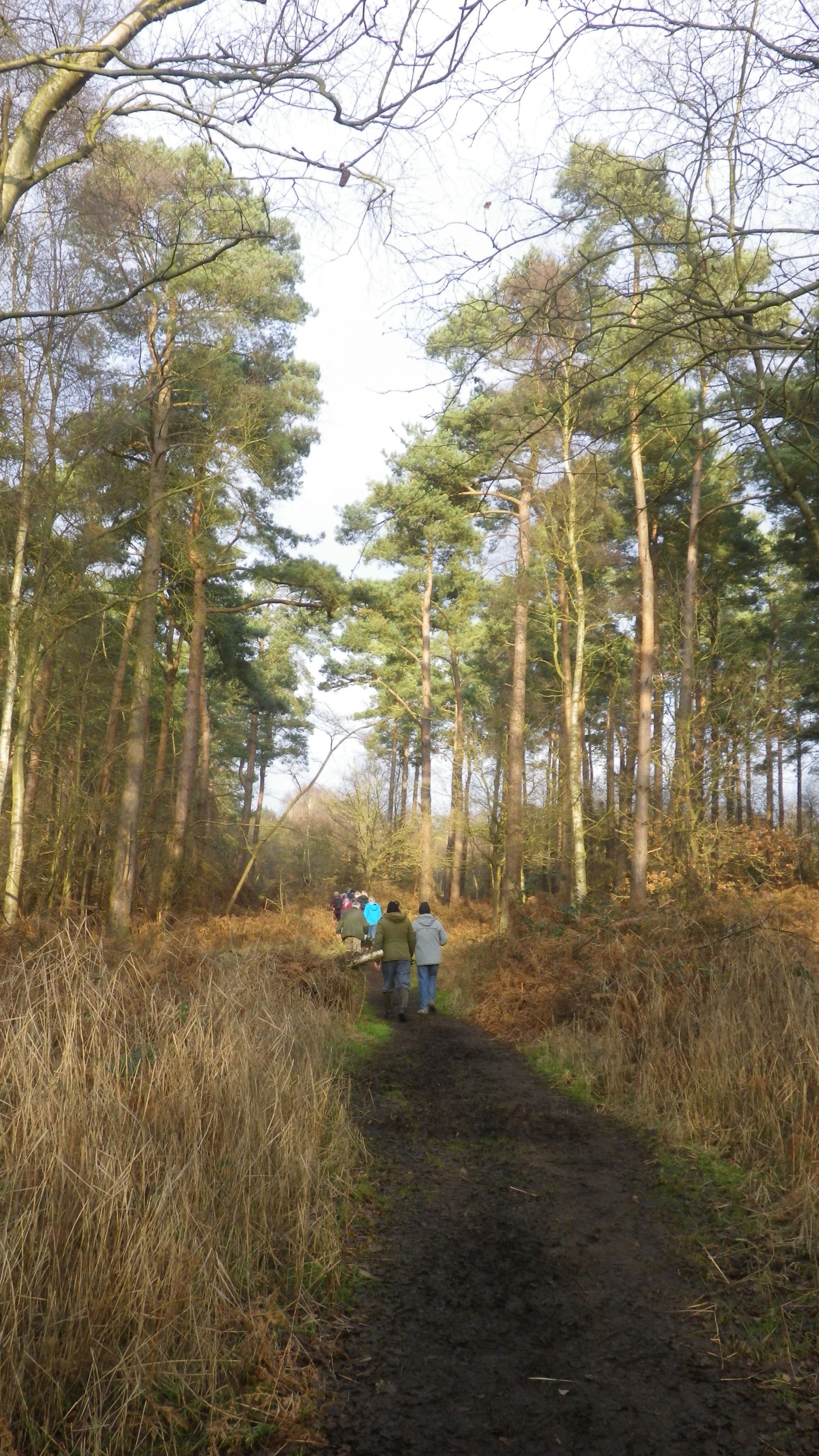 2020-01-01 09 Dunwich Forest.jpg