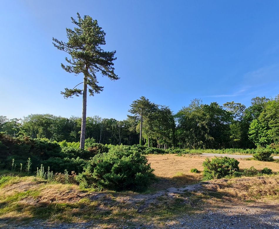 2023-06-19 01 Dunwich Evening Walk.jpg