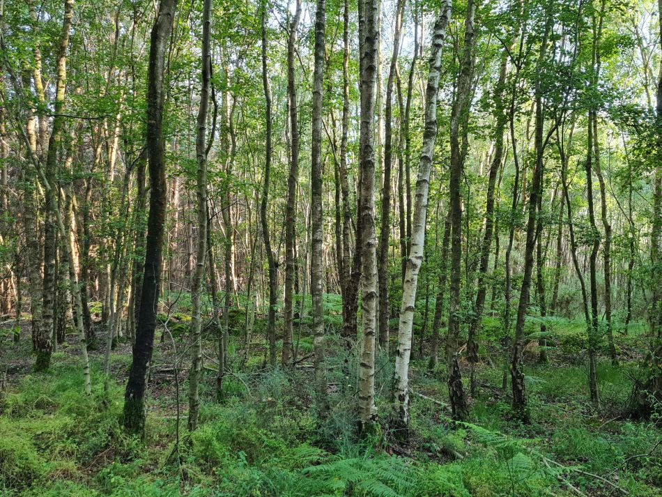 2023-06-19 03 Dunwich Evening Walk.jpg