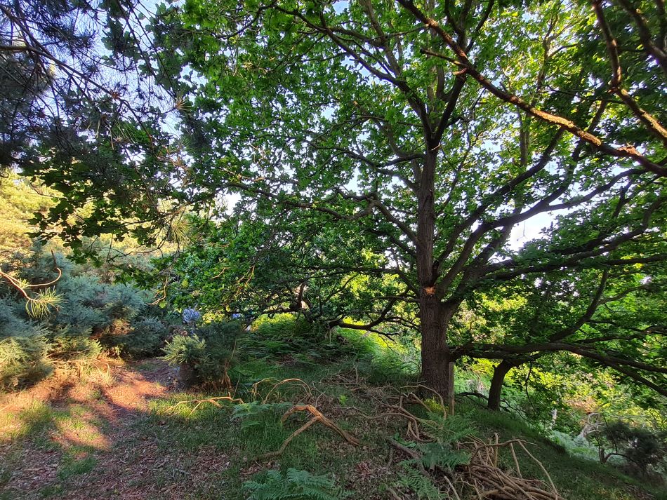 2023-06-19 06 Dunwich Evening Walk.jpg