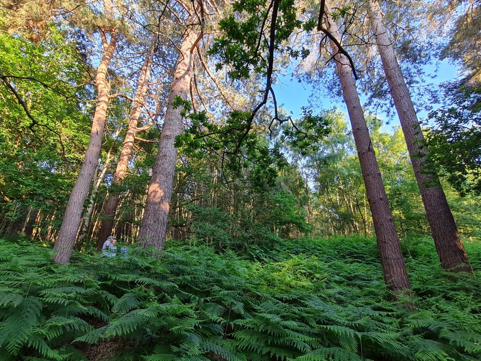 2023-06-19 07 Dunwich Evening Walk.jpg