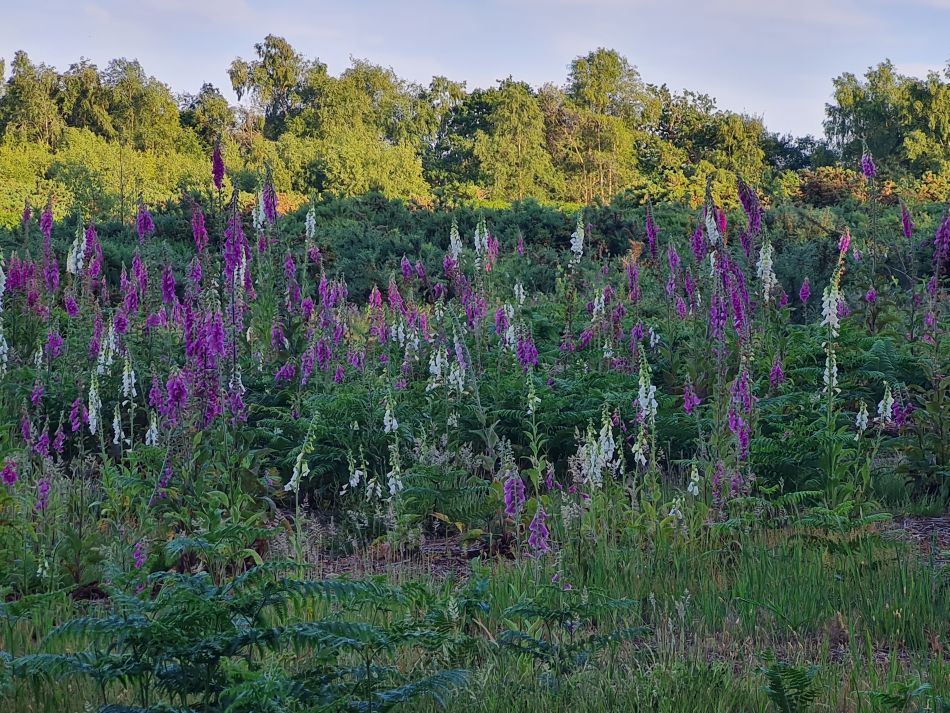 2023-06-19 08 Dunwich Evening Walk.jpg