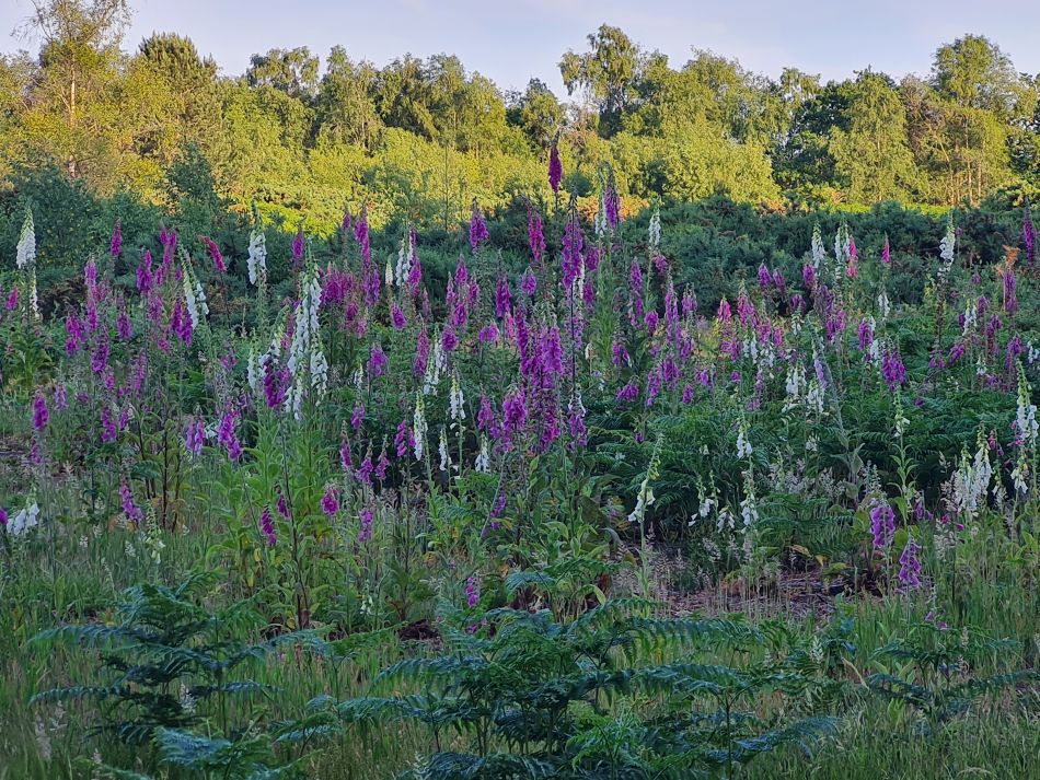 2023-06-19 09 Dunwich Evening Walk.jpg