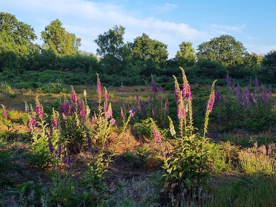 2023-06-19 10 Dunwich Evening Walk.jpg