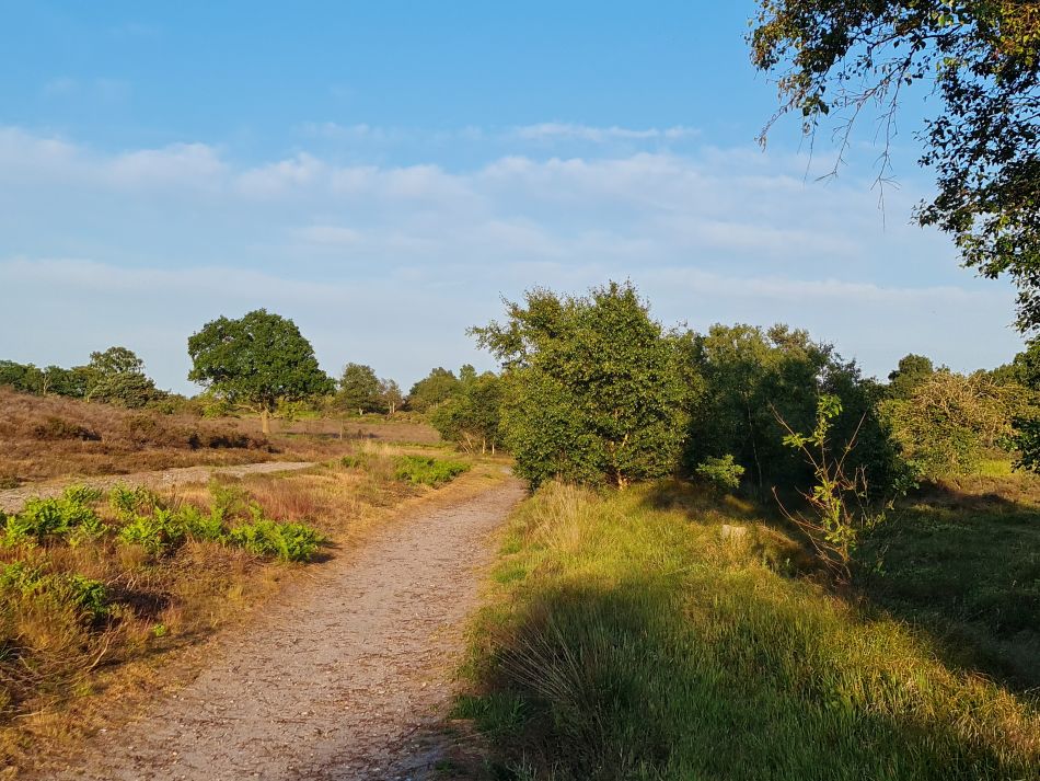 2023-06-19 12 Dunwich Evening Walk.jpg